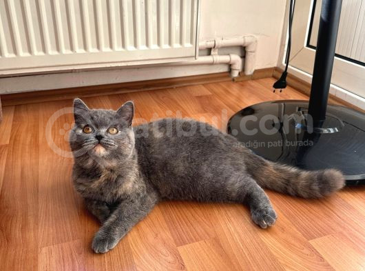 Cücü görsel