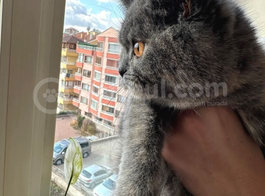Cücü