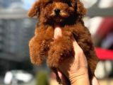 TOY POODLE BEBEKLER