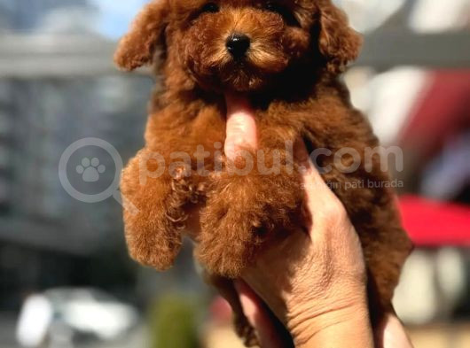 Toy Poodle Bebekler
