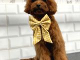 Secereli̇ Toy Poodle