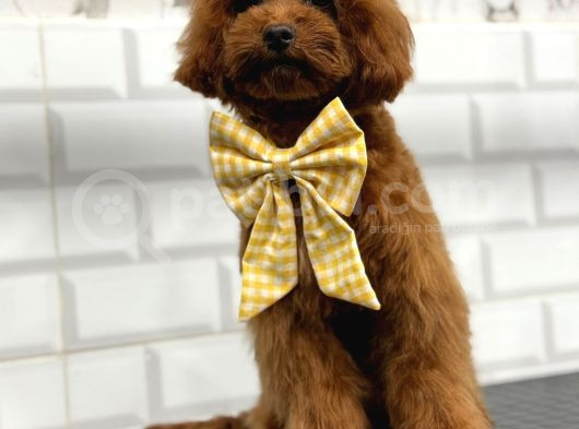 Secereli̇ Toy Poodle görsel