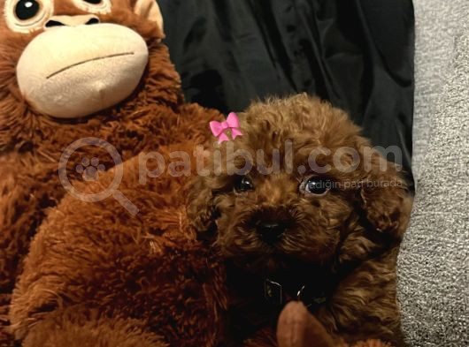 Teacup Poodle görsel