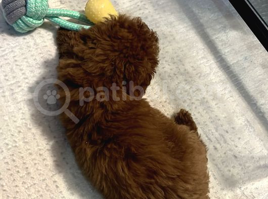 Teacup Poodle