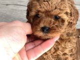 kore yavrular orjinal toy poodle adana