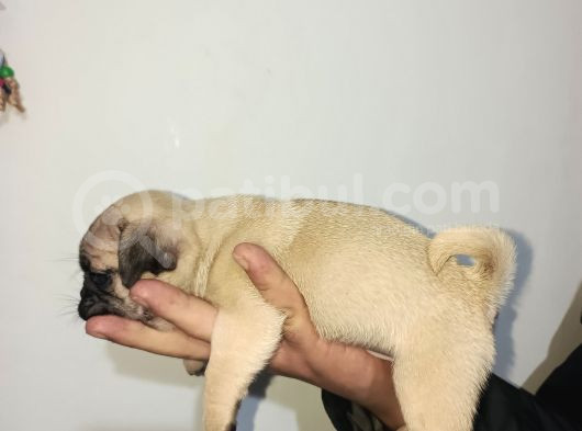 Aa Kalite Kendi Yavrularım Uygun görsel