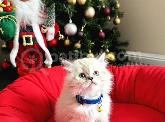 Irkının En Güzelleri British Longhair Bebekler görsel