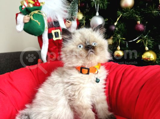 Irkının En Güzelleri British Longhair Bebekler görsel