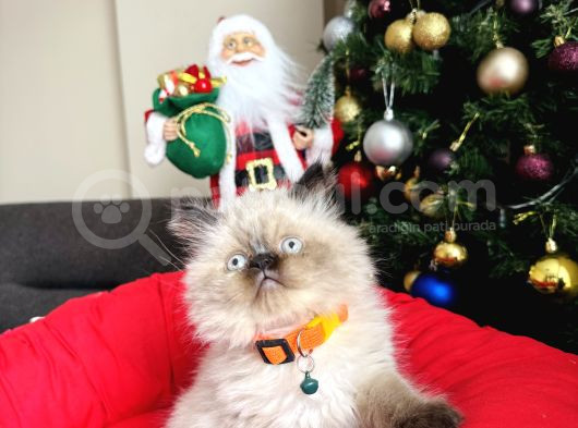 Irkının En Güzelleri British Longhair Bebekler görsel