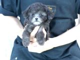 ÖZEL RENK SİLVER MINI BOY POODLE BEBEKLER