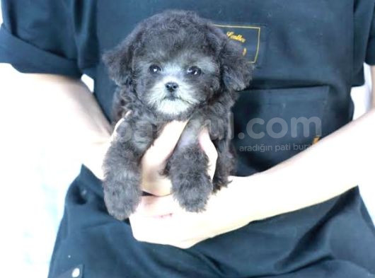 Özel Renk Si̇lver Mini Boy Poodle Bebekler