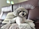 Özel Renk Si̇lver Mini Boy Poodle Bebekler