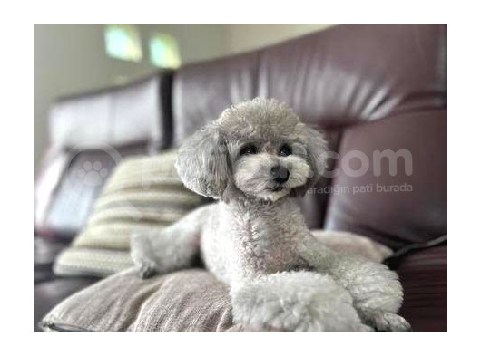 Özel Renk Si̇lver Mini Boy Poodle Bebekler görsel