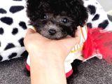 Özel Renk Si̇lver Mini Boy Poodle Bebekler