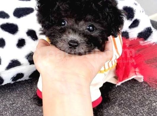 Özel Renk Si̇lver Mini Boy Poodle Bebekler görsel