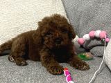 Teacup Poodle