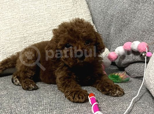 Teacup Poodle görsel
