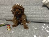Teacup Poodle