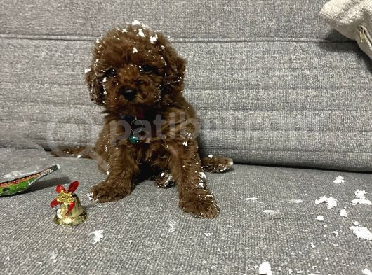 Teacup Poodle görsel