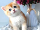 Türünün En Kalitelisi Golden Ny11 British Shorthair