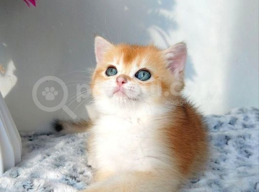 Türünün En Kalitelisi Golden Ny11 British Shorthair görsel