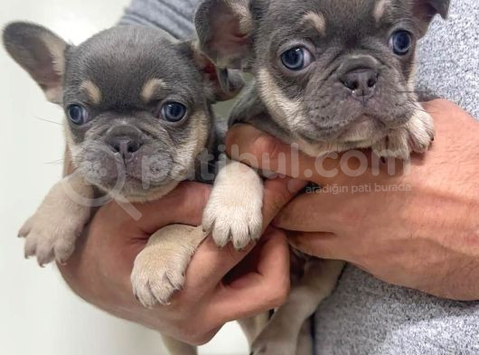 Mall Of İstanbul Vonalpten Özel Irk Frenchblue  Tan görsel