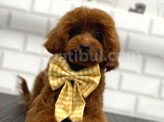 Secereli̇ Toy Poodle