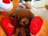 TOY POODLE MİNİKLERİMİZ