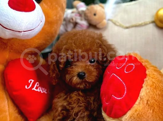 Toy Poodle Mi̇ni̇kleri̇mi̇z
