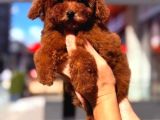 Toy Poodle Bebekler