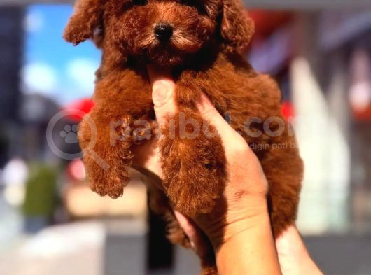 Toy Poodle Bebekler görsel