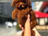 Toy Poodle Bebekler