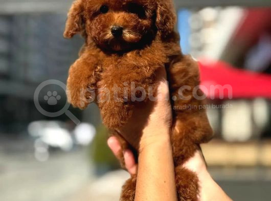 Toy Poodle Bebekler görsel