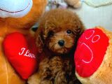 Toy Poodle Mi̇ni̇kleri̇mi̇z