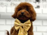 Secereli̇ Toy Poodle