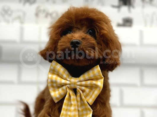 Secereli̇ Toy Poodle görsel