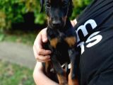 King Erkek ve Dişi doberman ırkı yavrular