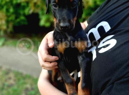 King Erkek Ve Dişi Doberman Irkı Yavrular