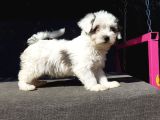 Morkie Yavru