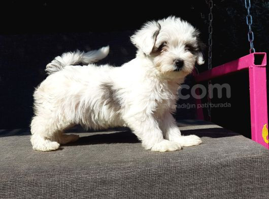 Morkie Yavru