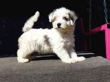 Morkie Yavru
