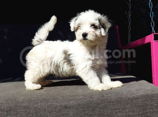 Morkie Yavru görsel