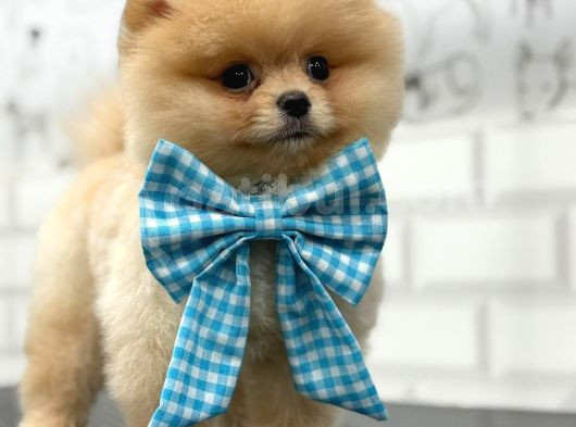 Teddy Bear Pomerani̇an Yavrular görsel