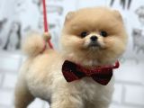 Teddy Bear Pomerani̇an Yavrular