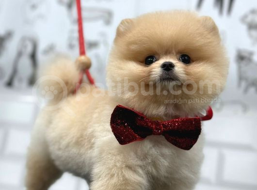 Teddy Bear Pomerani̇an Yavrular görsel