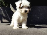 Morkie Yavru