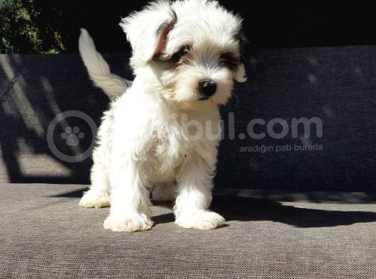 Morkie Yavru görsel