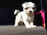 Morkie Yavru