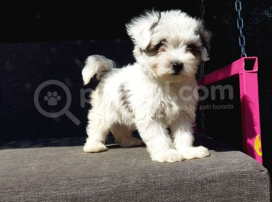 Morkie Yavru görsel