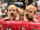 Maltipoo Bebeklerim